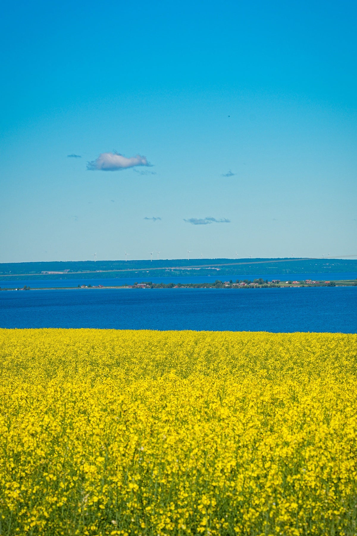 Herrparfym för varmt väder: rapsfält, hav och blå sommarhimmel