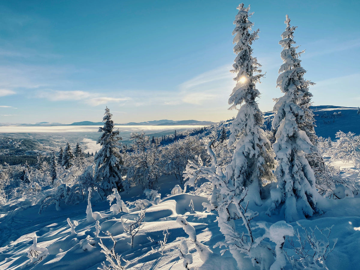 Herrparfym för kallt väder: snöig skog i vintersol